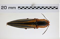 Foto (Dorsalansicht) von Semiotus taeniatus (Erichson, 1847) (NHMW-ZOO-COL-0008237)